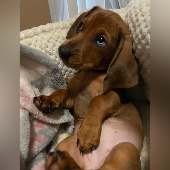 Meet your Posher, Laura - Picture 2 of 4